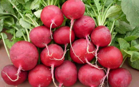 CỦ DỀN ĐỎ CÓ CÔNG DỤNG GÌ ĐỐI VỚI VẬT NUÔI?